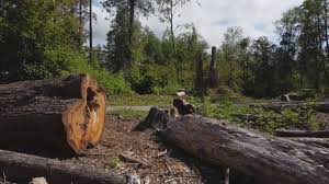 Best Tree and Shrub Care  in Eunice, NM