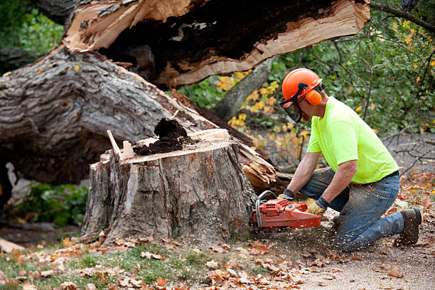 Best Mulching Services  in Eunice, NM