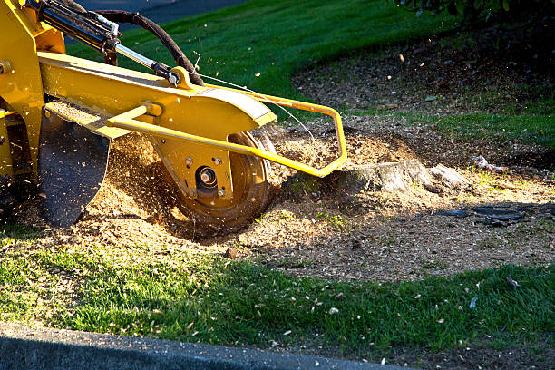 Best Tree Removal  in Eunice, NM